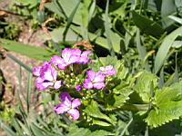 Mauve (1) (Photo F. Mrugala)